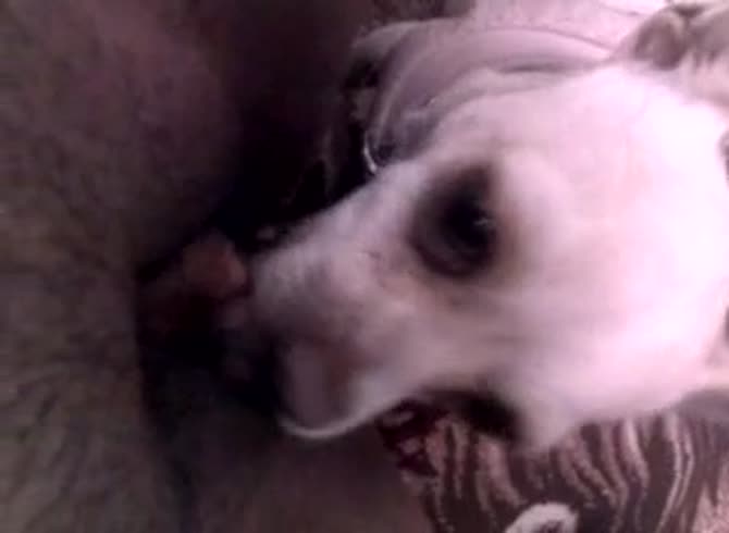 Video :Dog licking and savoring the hairy pussy of pet owner